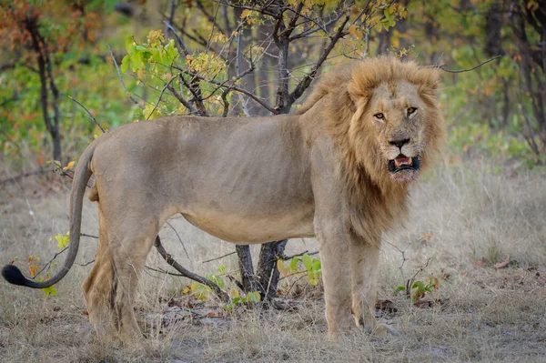 Lindo Leão Macho Panthera Leo Com Mane Blod Orientação Horizontal — Fotografia de Stock