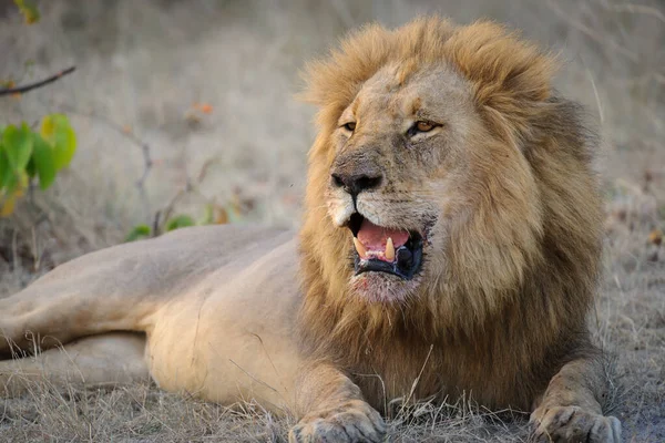 Prachtige Mannelijke Leeuw Panthera Leo Met Blod Manen Liggend Met — Stockfoto