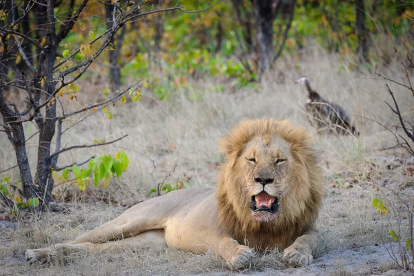 Nádherný Samec Lva Panthera Leo Ležící Otevřenými Ústy Ukazující Zuby — Stock fotografie