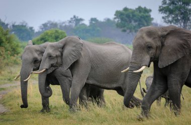 Afrika fili (Loxodonta africana) sürüsü. Selinda. Okavango Deltası. Botswana.