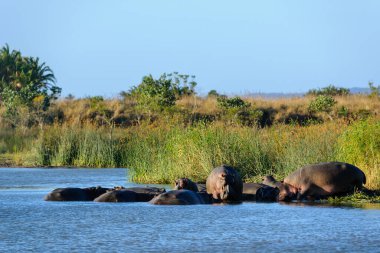 Suaygırı, su aygırı, su aygırı ya da su aygırı (Hippopotamus amfibi) kapsülü. Doğu Sahilleri. Isimangaliso Wetland Parkı. KwaZulu Natal. Güney Afrika