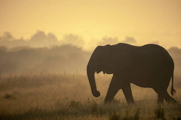 Afrikanischer Buschelefant Oder Afrikanischer Savannenelefant Loxodonta Africana Bei Sonnenaufgang Madikwe — Stockfoto