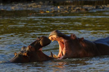 Suaygırı, su aygırı, su aygırı veya su aygırı (su aygırı amfibisi) suda savaşır. Doğu Sahilleri. Isimangaliso Wetland Parkı. KwaZulu Natal. Güney Afrika