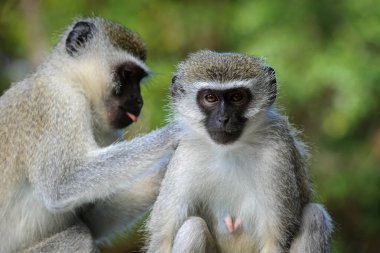 Vervet maymunu (Chlorocebus pygerythrus). Doğu Sahilleri. Isimangaliso Wetland Parkı. KwaZulu Natal. Güney Afrika