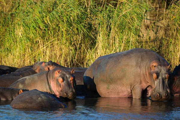 Hipopótamo Hipopótamo Hipopótamo Común Hipopótamo Río Hippopotamus Amphibius Vaina Agua — Foto de Stock