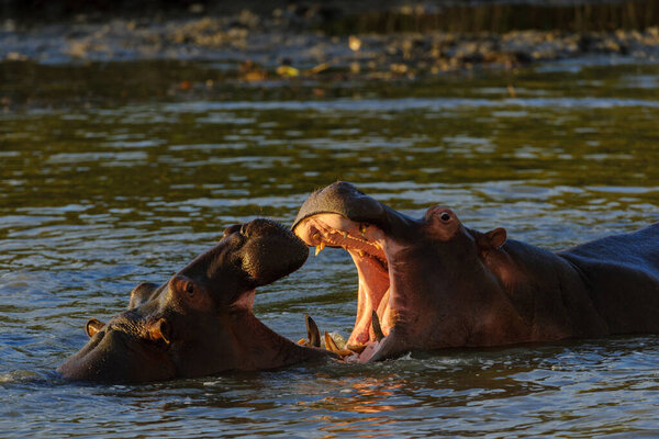 Hippopotamus, hippo, common hippopotamus or river hippopotamus (Hippopotamus amphibius) fighting in the water. Eastern Shores. Isimangaliso Wetland Park. KwaZulu Natal. South Africa