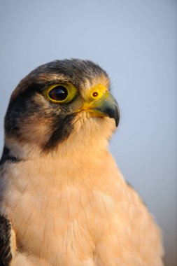 Lanner Falco biarmicus (Falco biarmicus), KwaZulu Natal. Güney Afrika