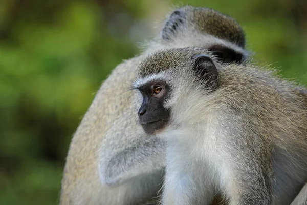 Vervet Monkey Chlorocebus Pygerythrus Eastern Shores Isimangaliso Wetland Park Kwazulu — Stock Photo, Image