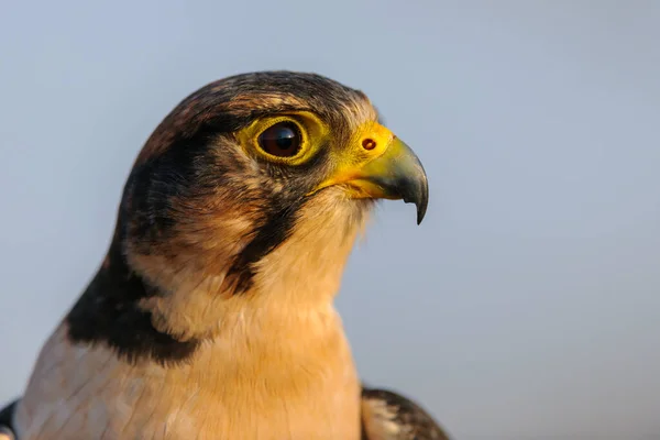 Lannervalk Falco Biarmicus Kwazulu Natal Zuid Afrika — Stockfoto