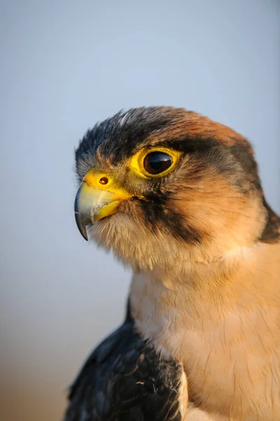 Lanner Falcon Falco Biarmicus Kwazulu Natal Jižní Afrika — Stock fotografie