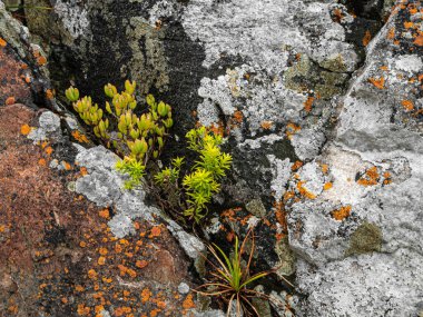 Hermanus, Batı Burnu 'ndaki Kayalık Yol boyunca kayalar ve kıyı bitkileri. Güney Afrika
