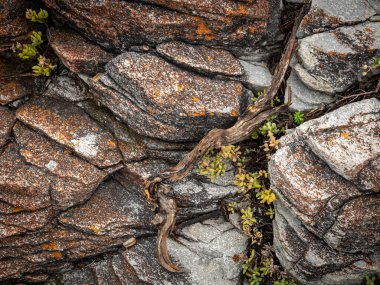 Hermanus, Batı Burnu 'ndaki Kayalık Yol boyunca kayalar ve kıyı bitkileri. Güney Afrika