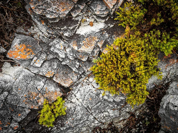 Rocas Vegetación Costera Largo Del Sendero Del Acantilado Hermanus Cabo —  Fotos de Stock