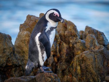 Afrika pengueni (Spheniscus demersus), diğer adıyla Pelerin pengueni eşek pengueni veya Güney Afrika pengueni. Onrus plajı. Hermanus. Balina Sahili. Overberg. Batı Burnu. Güney Afrika