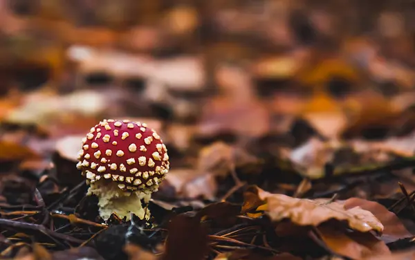 Giftige Fliegenpilze Herbstwald Giftige Amanita Pilze Können Zum Tod Führen — Stockfoto