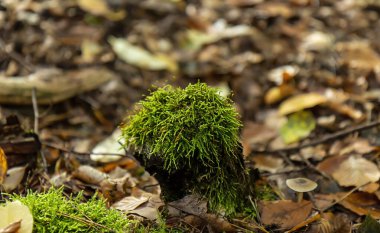 Sonbahar ormanlarında küçük yeşil yosunlar, doğal arka plan.