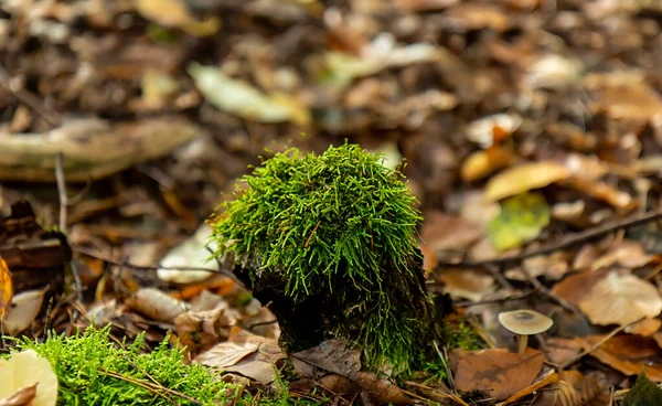 Small Green Mosses Autumn Forest Natural Background — Stock Photo, Image