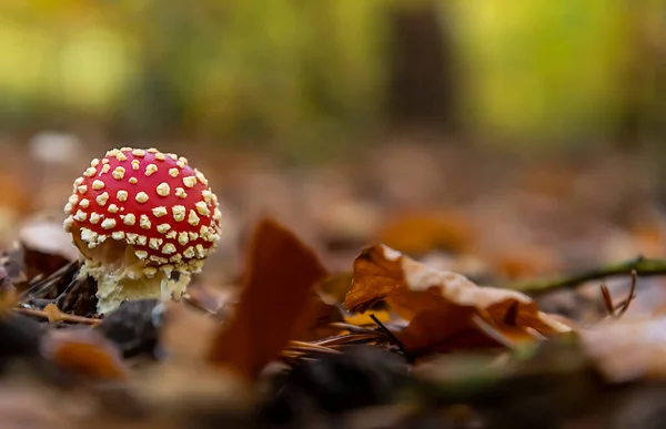 Toxic toadstool mushroom in the autumn forest — Stock Photo, Image