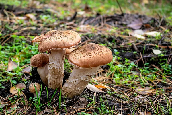 Honey mushrooms in autumn forest — Stock Photo, Image