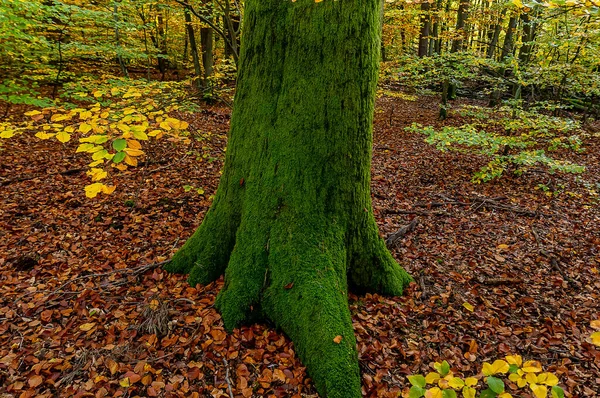Grand Arbre Aux Mousses Vertes Dans Forêt Automne — Photo