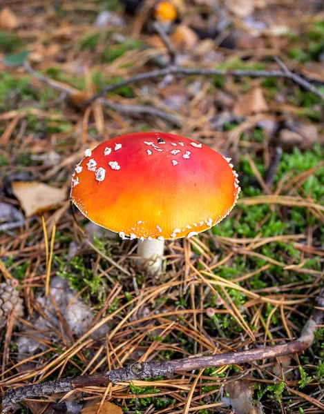 Giftige Fliegenpilze Herbstwald Giftige Amanita Pilze Können Zum Tod Führen — Stockfoto