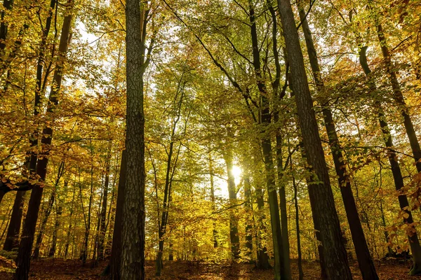 Green Yellow Trees Autumn Forest Sunset — Stock Photo, Image