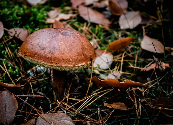 Xerocomus Edible Mushroom Autumn Forest Good Gastronomical Value Fungus — Stock Photo, Image