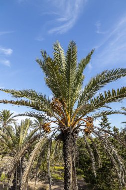 İspanya 'nın Kosta Blanca eyaletindeki Alicante iline bağlı Akdeniz Palmiye ağacı. Mavi gökyüzü ve güzel tropikal arkaplanı olan doğal bir kartpostal..