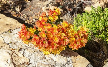 Bahçedeki Akdeniz kır çiçekleri. İspanya 'da sonbahar, doğal çiçek tarhı