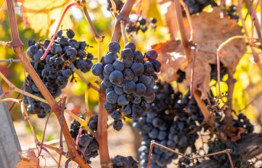 Hasattan sonra üzüm bağında olgunlaşmış kırmızı üzümler. Alicante, İspanya