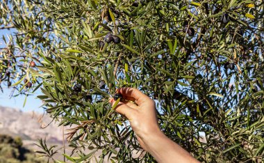 Bir dal siyah zeytin tutarken. Zeytin hasadı konsepti, sonbahar dönemi.. 