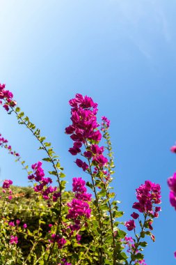 Gökyüzü gradyanı arkaplanı. Çiçeklerin dalları güneşe karşı.