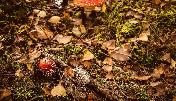 Giftige Fliegenpilze Herbstwald Giftige Amanita Pilze Können Zum Tod Führen — Stockfoto