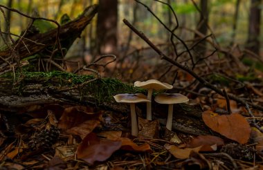 Sonbahar ormanında yapraklarla çevrili yabani mantarlar.
