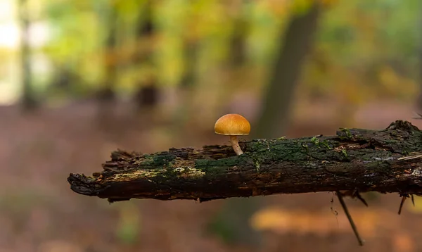 Little Stump Mushroom Grows Deadwood Autumn Forest — Stock Photo, Image