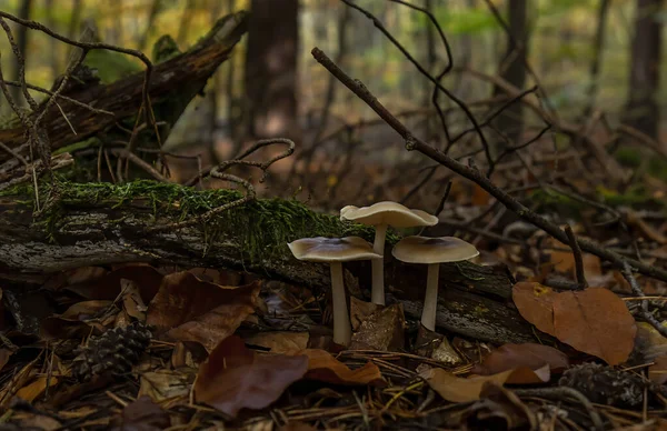 Wilde Pilze Umgeben Von Herbstblättern Herbstwald — Stockfoto