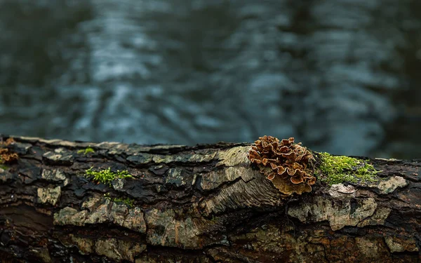 False Turkey Tail Tee Mushrooms Mosses Birch Deep Cold Water — Stock Photo, Image