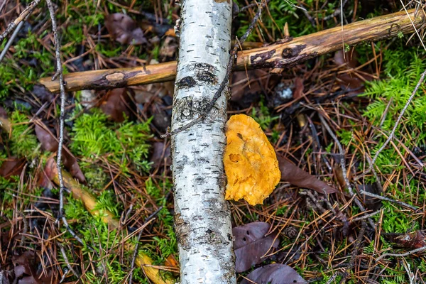 Boompaddenstoel Gouden Gelei Schimmel Berk Tak Herfst Europa Bos — Stockfoto