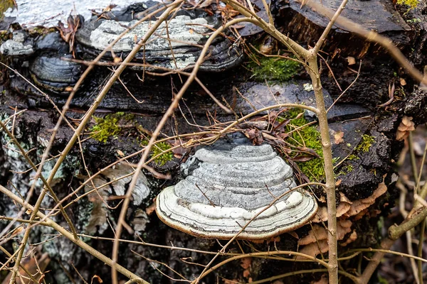 Fomes Fomentarius Zunder Pilz Polypore Auf Baumstumpf Mit Grünen Moosen — Stockfoto