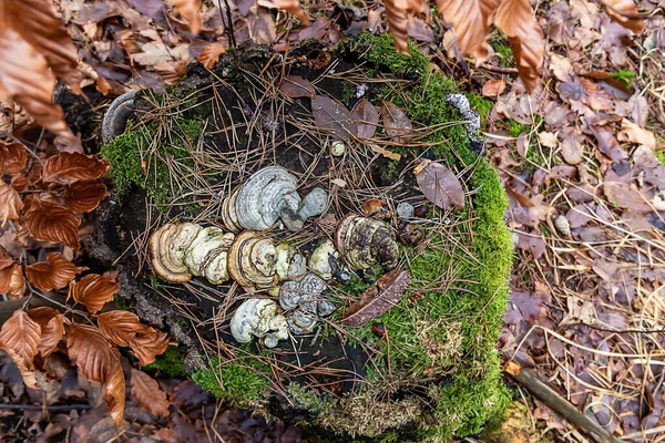 Fomes Fomentarius Tinder Fungus Polypore Tree Stump Green Mosses Europe — Stock Photo, Image