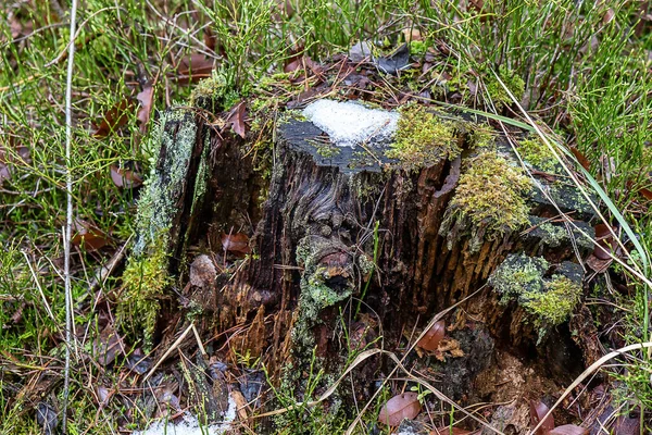 Vieille Souche Dans Forêt Hiver Avec Neige Mousses Branenburg Allemagne — Photo