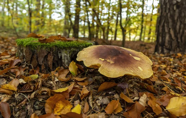 Wilder Alter Pilz Umgeben Von Herbstblättern Herbstlichen Wald — Stockfoto