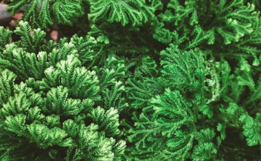 Özgeçmiş için koyu renkli çalılık yaprakları. Yazı için yer. Boşluğu kopyala