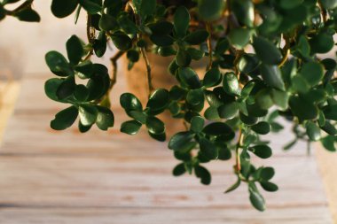 Kapalı alan para ağacı ya da arka planda Crassulla. Bitmeyen yeşil bir çiçeğin yeşil, etli yaprakları..