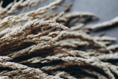 Kuru çim ya da yakın plan dikim. Doğal arka plan. Şampanya renginde seyir trendi.