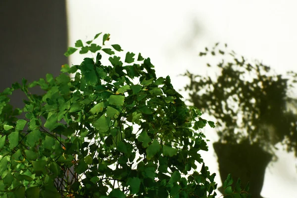 Ornamental Houseplant Green Leaves Flower Adiantum Raddianum Plant Flower Pot — Stock Photo, Image