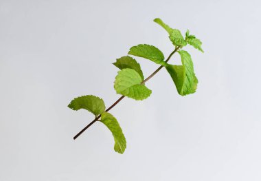 Beyaz arka planda havada uçuşan taze yeşil nane filizi. Yiyecek uçurma konsepti. Sağlıklı beslenme. Boşluğu kopyala