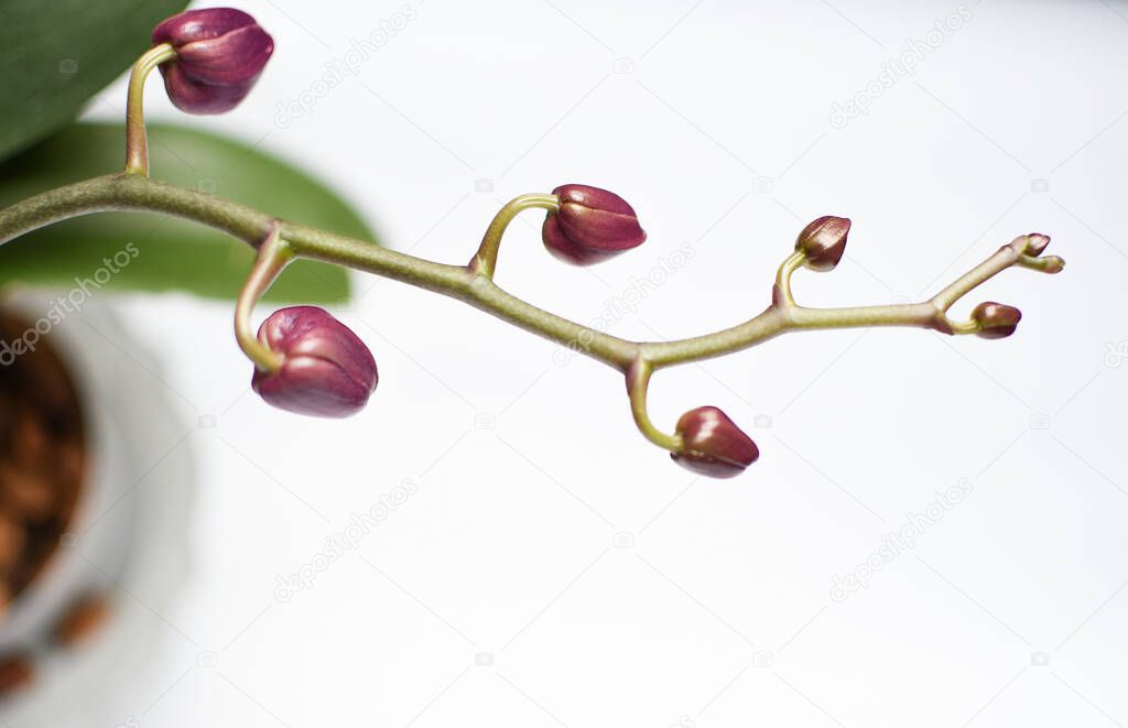 Beautiful purple phalaenopsis orchid flower. Buds on a branch. The interior is in the style of minimalism in the style of the urban jungle.