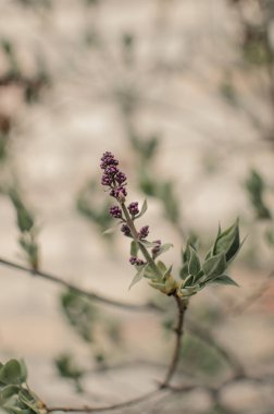 Leylak çiçeği çalı dalı. Bahar çiçekleri serisi. Leylak çiçeklerinin manzarası.