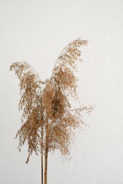 Kuru çim ya da yakın plan dikim. Doğal altyapı. Şampanya rengi moda trendi.